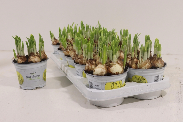 <h4>NARC O TETE A TETE</h4>