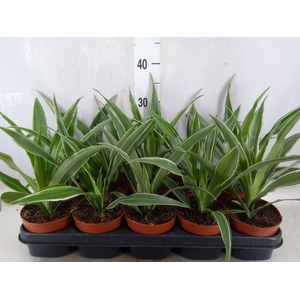 Dracaena fr de 'Warneckei'