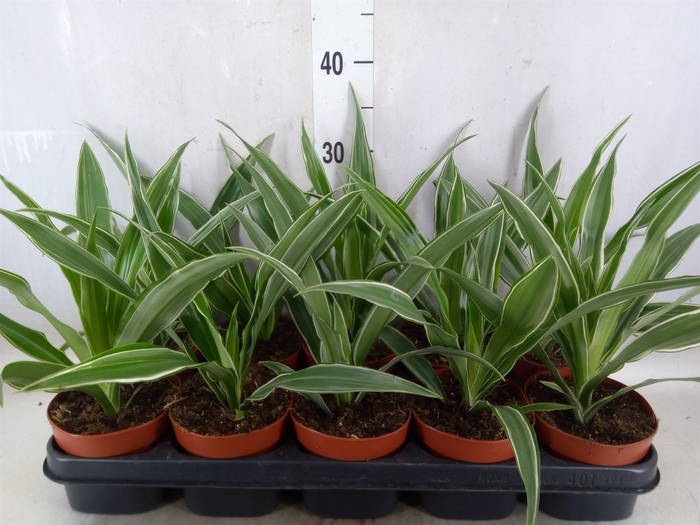 <h4>Dracaena fr de 'Warneckei'</h4>