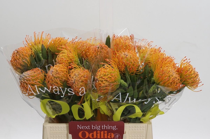 <h4>Nutans Ayoba Sun</h4>