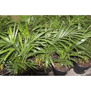 ARECA BAMBU P24