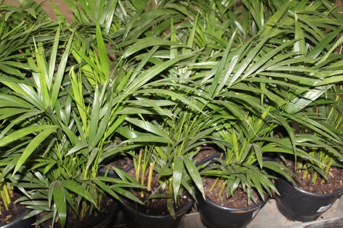 <h4>ARECA BAMBU P24</h4>