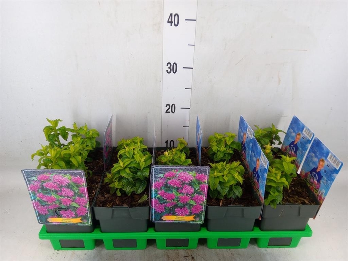 <h4>Monarda didyma</h4>