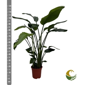 STRELITZIA NICOLAI