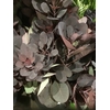 COTINUS ROT