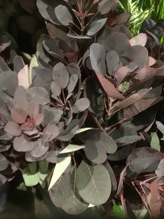 COTINUS ROT