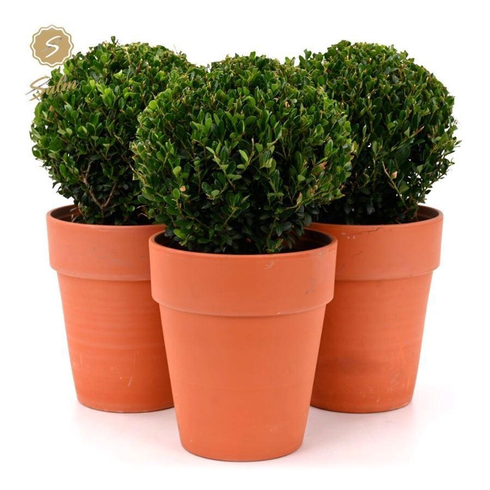 <h4>Ilex crenata 'Jenny'® Ball Ø20cm P17 in Ceramic Terracotta</h4>