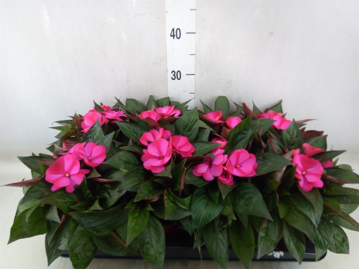 <h4>Impatiens NG 'ColPow Purple Flame'</h4>