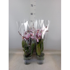 Phalaenopsis  'Cadi'