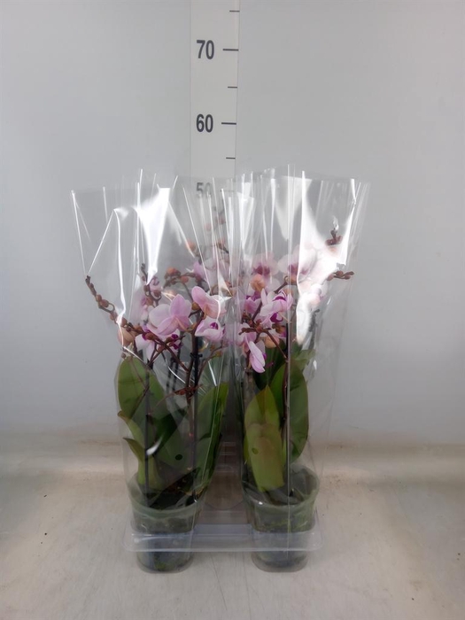 <h4>Phalaenopsis  'Cadi'</h4>