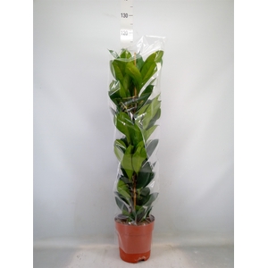 Ficus cyathistipula