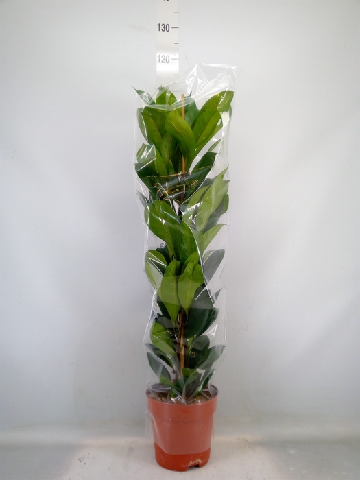 <h4>Ficus cyathistipula</h4>