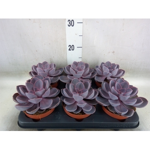 Echeveria  'Purple Pearl'