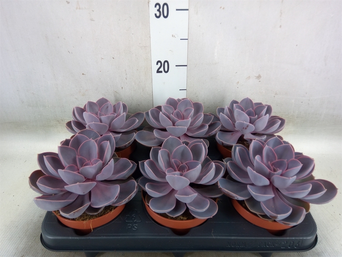<h4>Echeveria  'Purple Pearl'</h4>