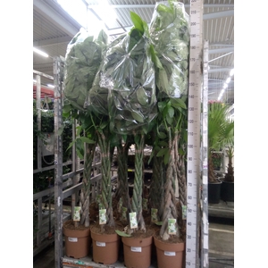 Pachira aquatica
