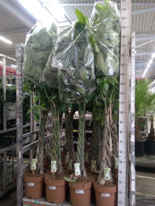 <h4>Pachira aquatica</h4>