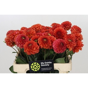 Dahlia  'Orange Fox'