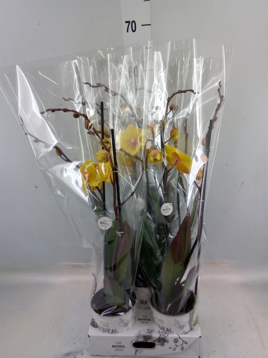 <h4>Phalaenopsis   ...yellow</h4>