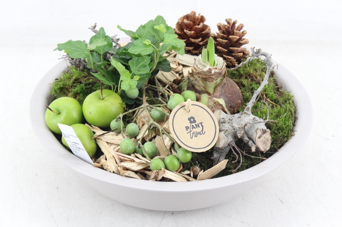 <h4>arr4 Amaryllius PL - Zink schaal taupe L</h4>