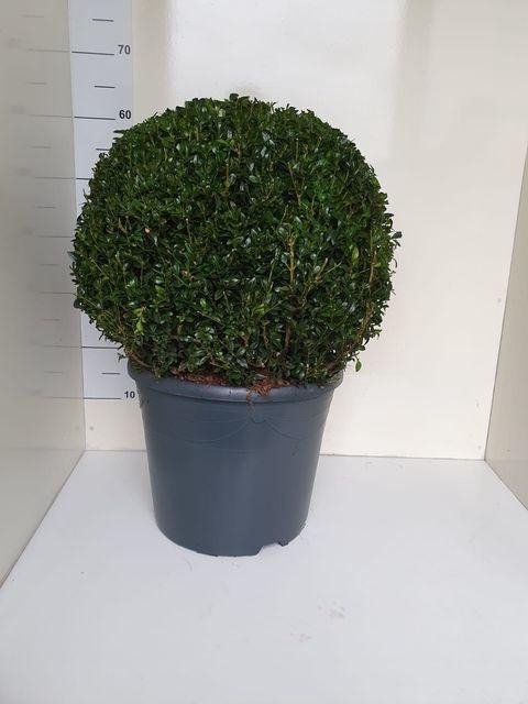 <h4>Buxus semp. bol</h4>