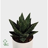 ALOE PERFOLIATA
