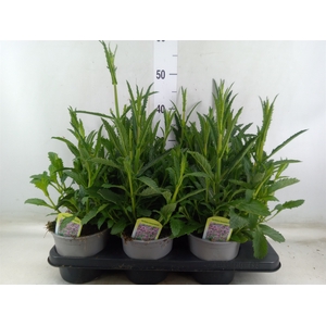Verbena bonariensis