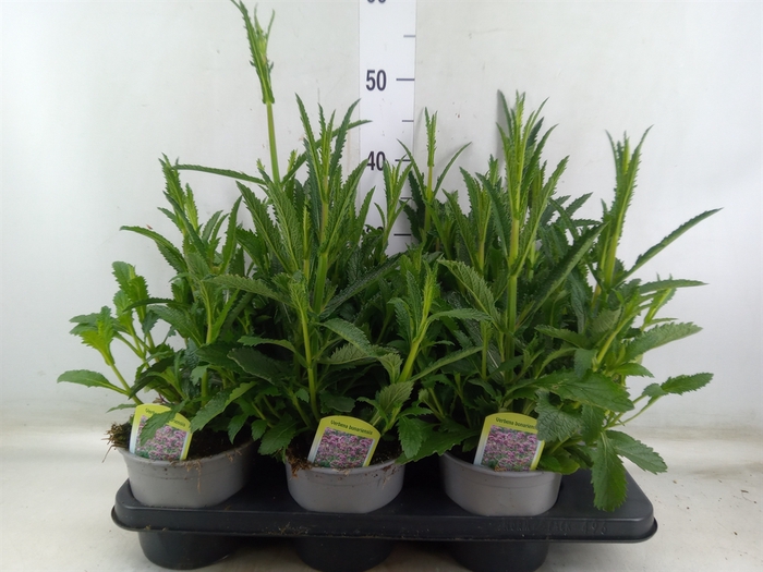 <h4>Verbena bonariensis</h4>