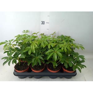 Schefflera arbor. 'Luseana'