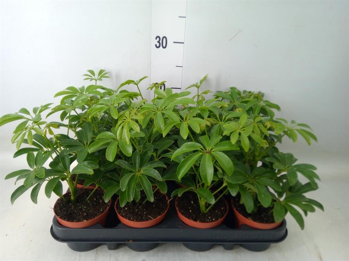 <h4>Schefflera arbor. 'Luseana'</h4>