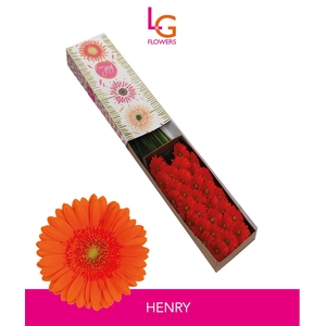 Ge Mi Henry - Fust 614