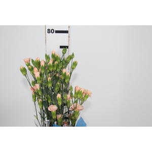 CRAVO SPRAY CHAMPAGN 070 CM