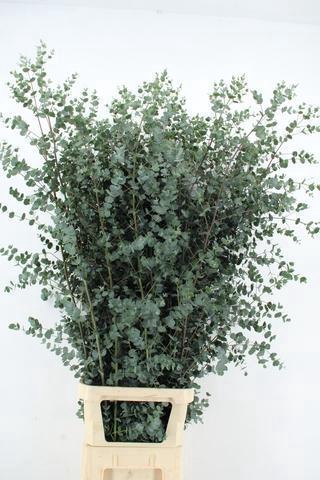 <h4>EUCA GU AZURA 150CM</h4>