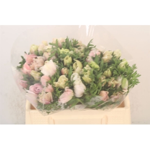 Anemone Mistral White