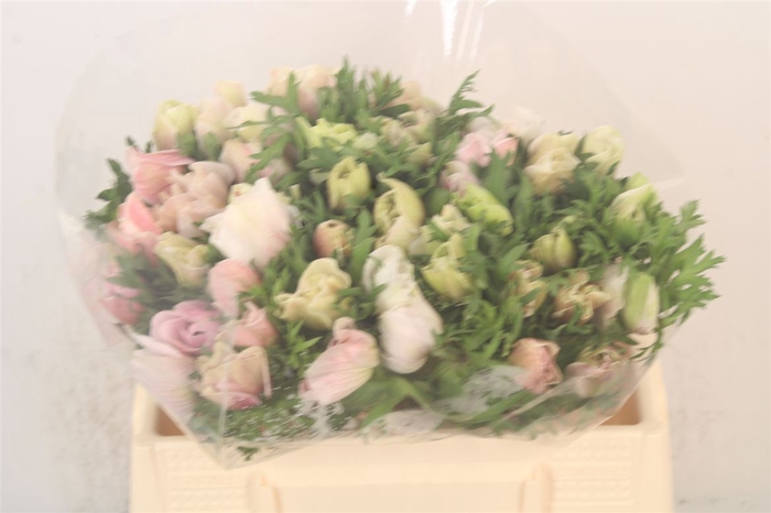 <h4>Anemone Mistral White</h4>