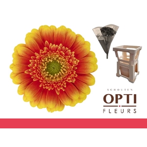 Germini Ariba  Water