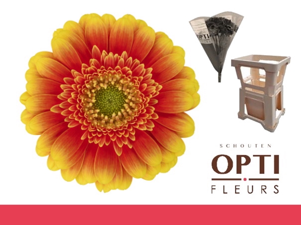 <h4>Germini Ariba  Water</h4>