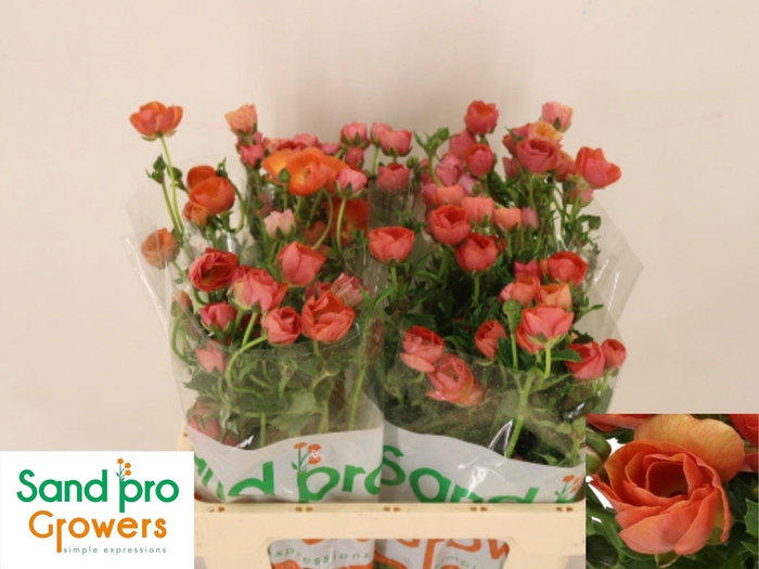 <h4>RAN CO MAG SALMOUSSE</h4>