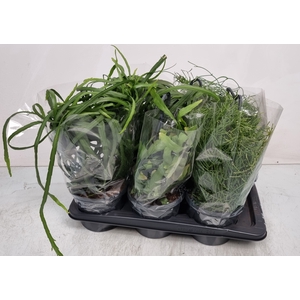 RHIPSALIS GEM
