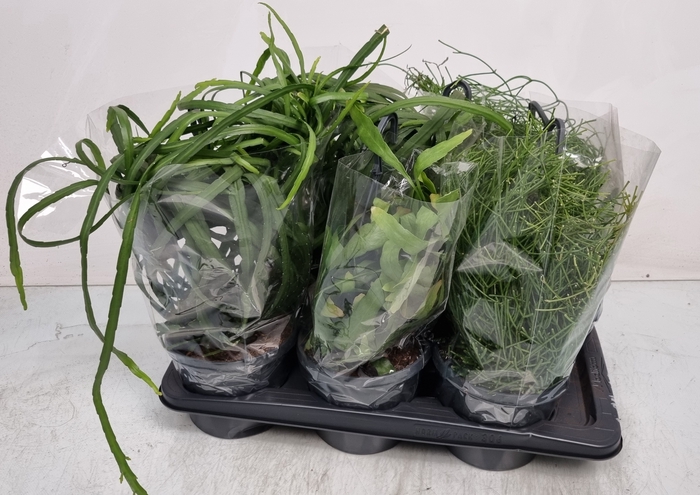 <h4>RHIPSALIS GEM</h4>