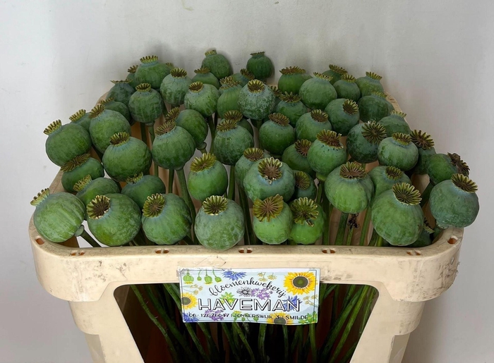 <h4>PAPAVER SOMNIFERUM ZAADDOOS PAPA SO</h4>