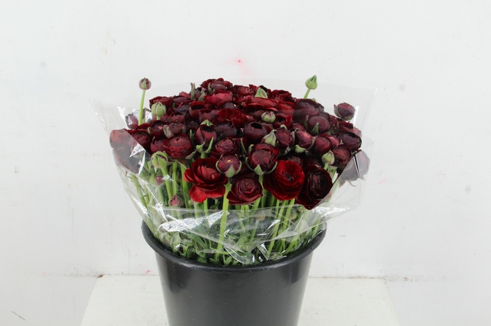 <h4>RAN ELEGANCE BORDEAUX</h4>