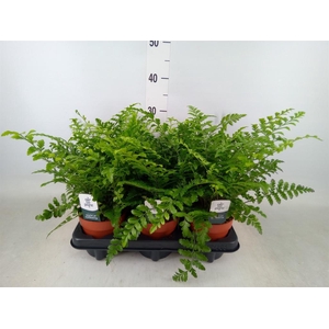 Asplenium  'Parvati'