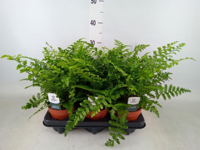 <h4>Asplenium  'Parvati'</h4>