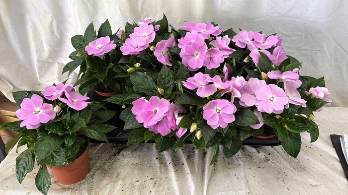 <h4>IMPAT NG OV</h4>