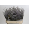 Statice Misty Blue