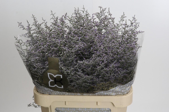 <h4>Statice Misty Blue</h4>