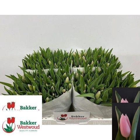 <h4>TU EN GABRIELLA</h4>