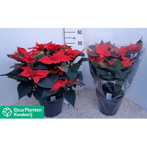 EUPHOR PULCHERRIM OV