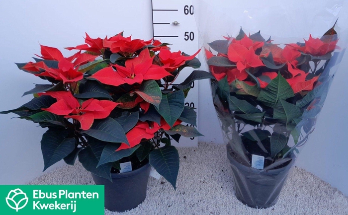 <h4>EUPHOR PULCHERRIM OV</h4>