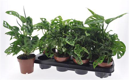<h4>Monstera Adansonii</h4>